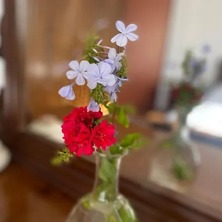 Ificumori, Campagna Ammare