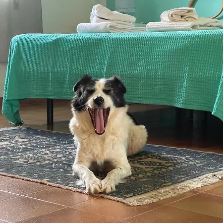 Ificumori, Campagna Ammare