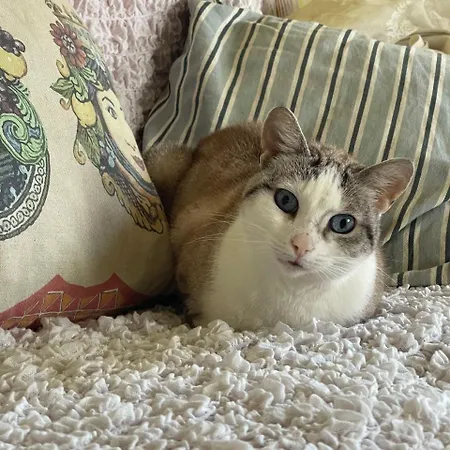 Ificumori, Campagna Ammare Dom wakacyjny *