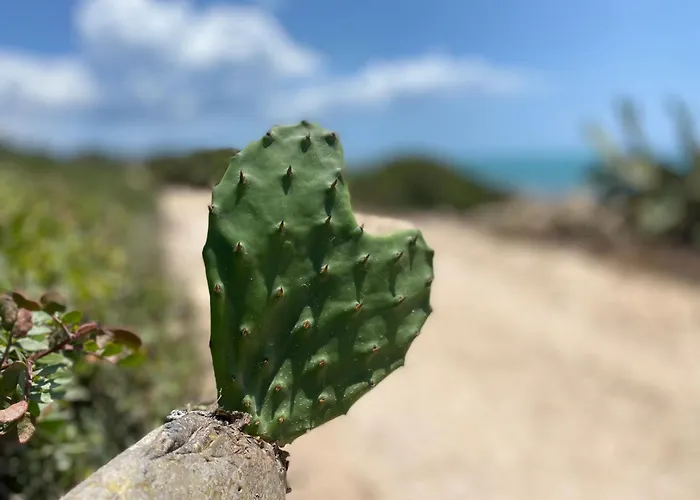 Ificumori, Campagna Ammare