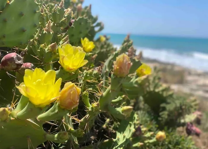 Ificumori, Campagna Ammare Feriehus