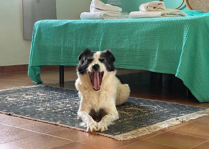 Ificumori, Campagna Ammare