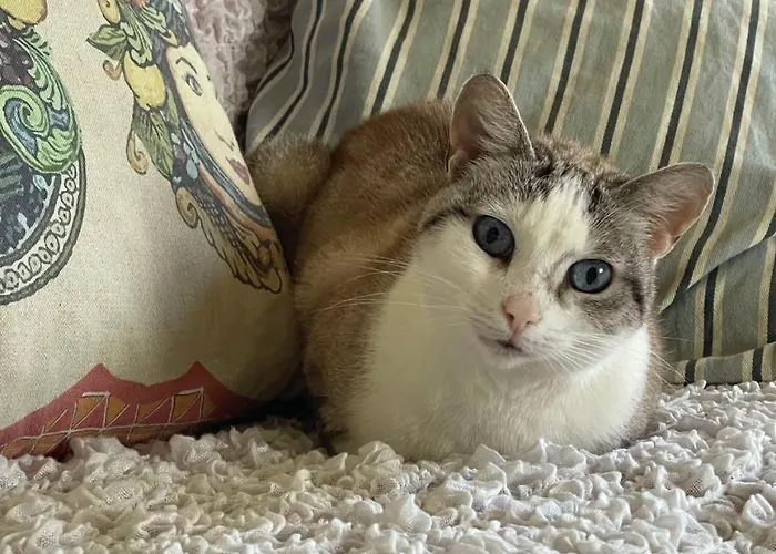 Ificumori, Campagna Ammare Feriehus *